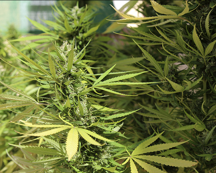 Heavyweight Seeds - Budzilla (fem.)