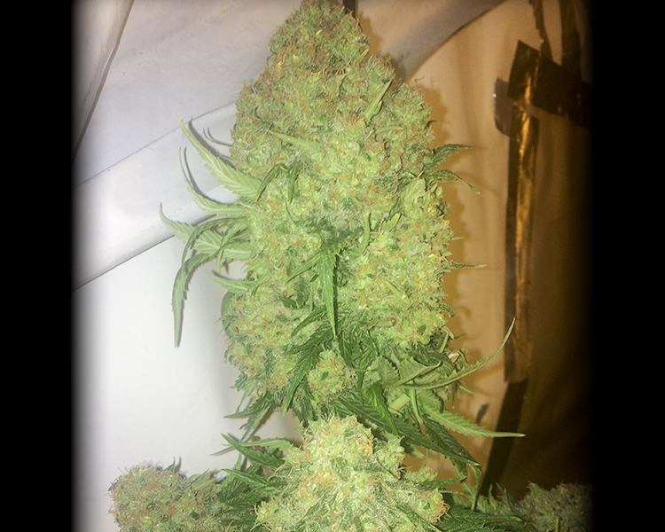 Heavyweight Seeds - Budzilla (fem.)