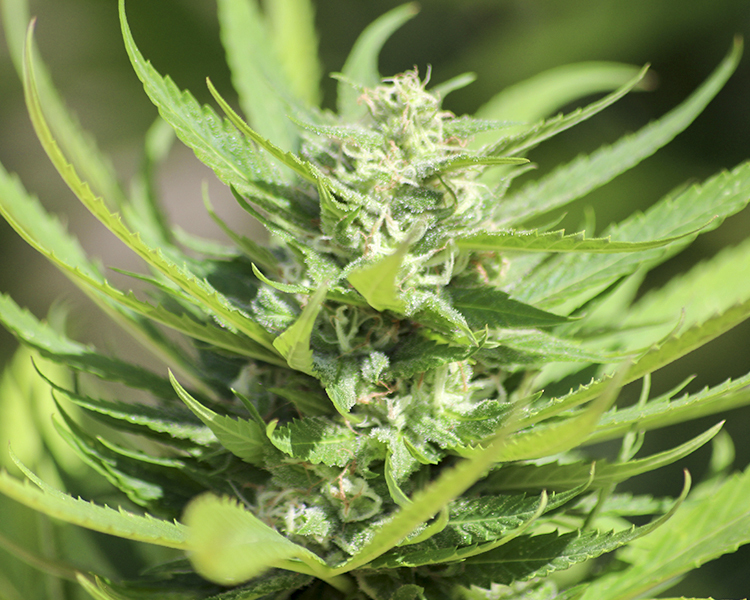 Heavyweight Seeds - Budzilla (fem.)