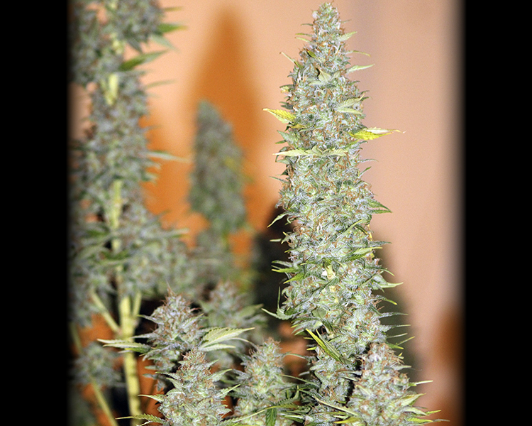 Heavyweight Seeds - K.O. Kush (fem.)