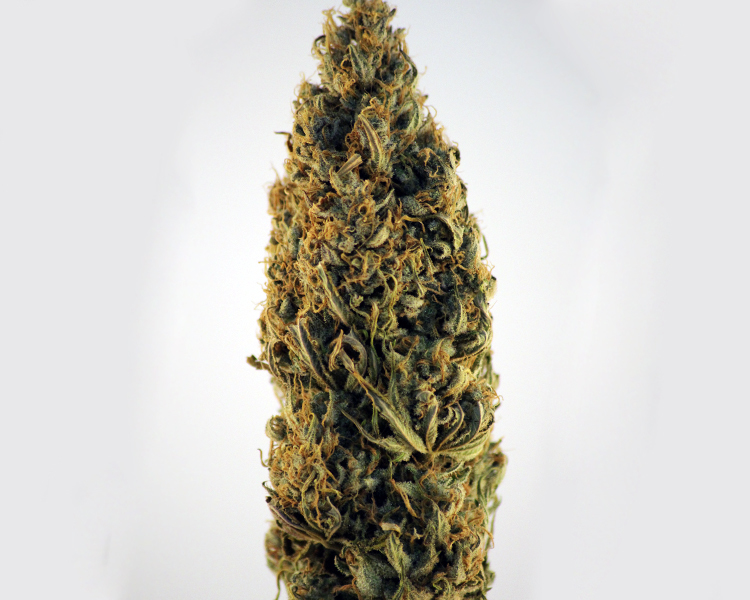 Heavyweight Seeds - K.O. Kush (fem.)