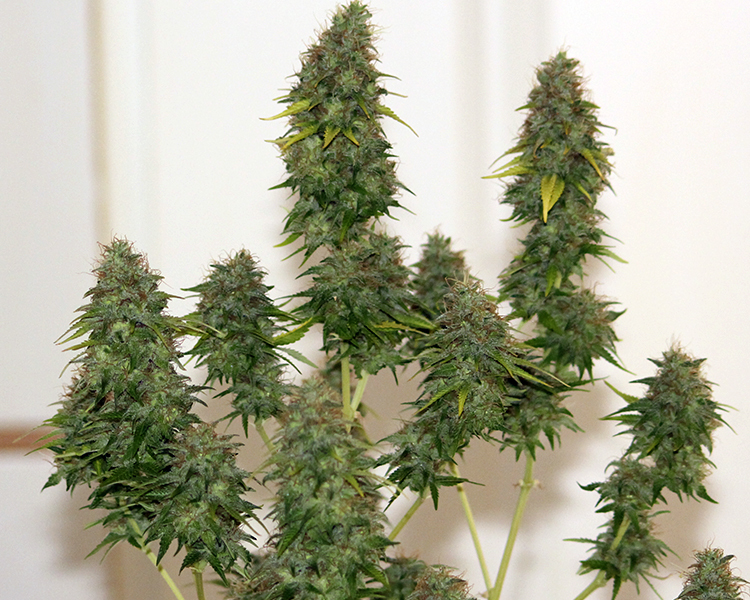 Heavyweight Seeds - K.O. Kush (fem.)