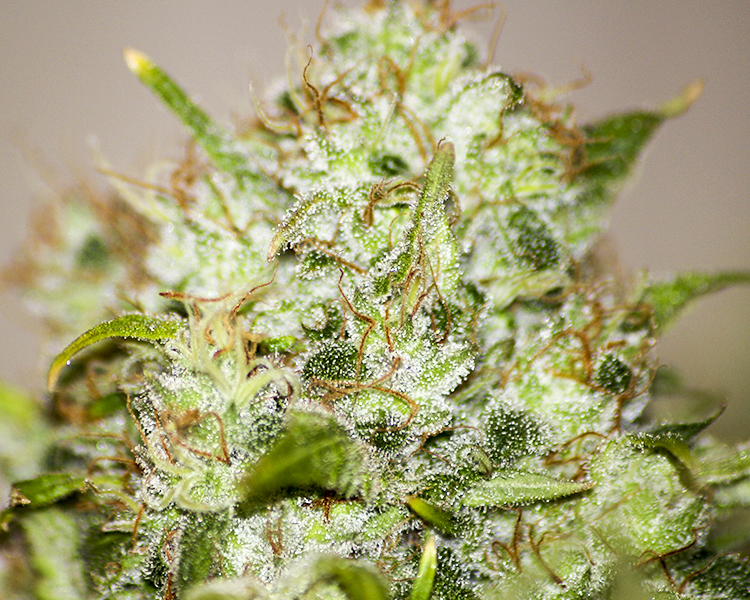 Heavyweight Seeds - K.O. Kush (fem.)