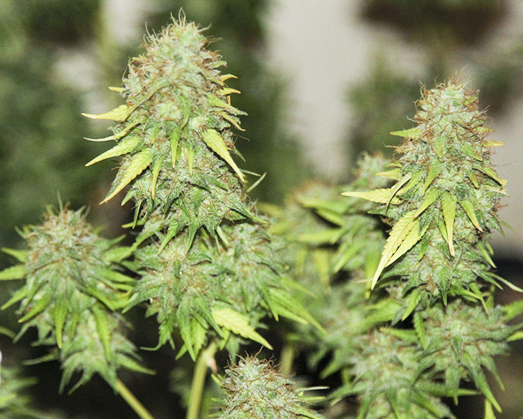 Heavyweight Seeds - K.O. Kush (fem.)