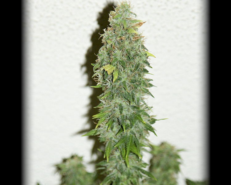 Heavyweight Seeds - K.O. Kush (fem.)