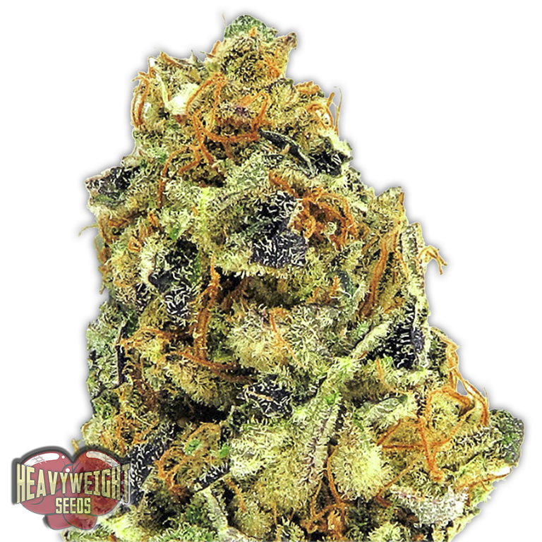 Heavyweight Seeds - K.O. Kush (fem.)