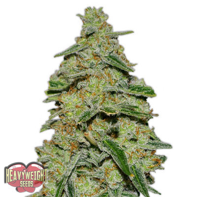 Heavyweight Seeds - Lemon Cake (fem.) 06122