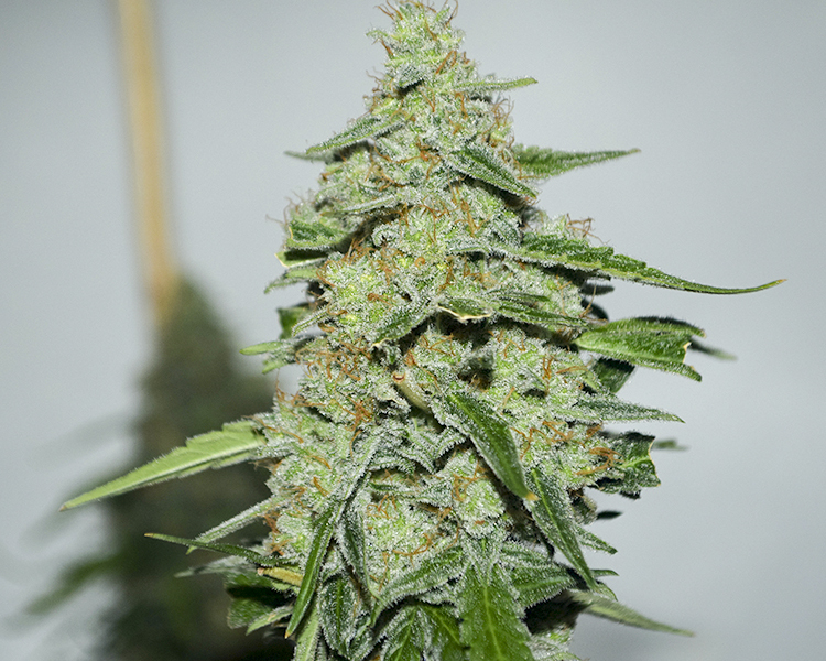 Heavyweight Seeds - Lemon Cake (fem.)