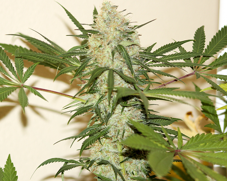 Heavyweight Seeds - Lemon Cake (fem.)
