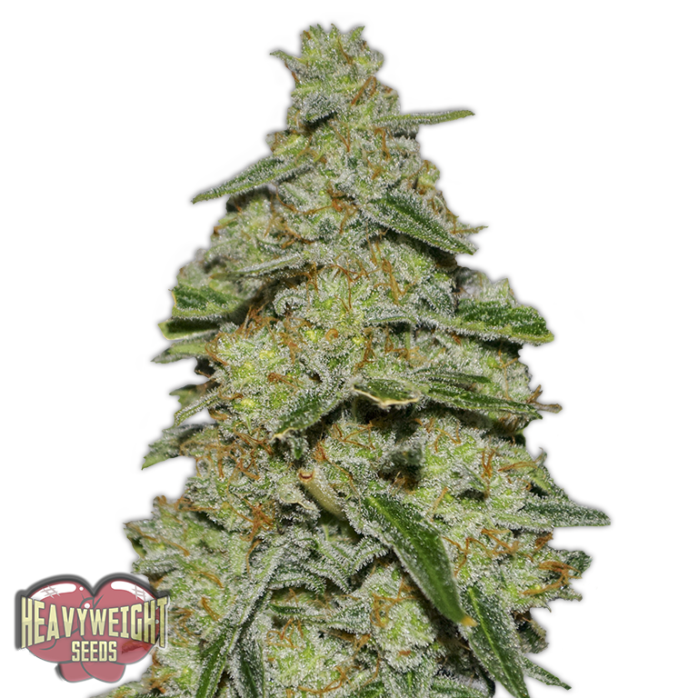 Heavyweight Seeds - Lemon Cake (fem.)