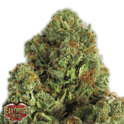 Heavyweight Seeds - Midnight Mass (fem.) 06123