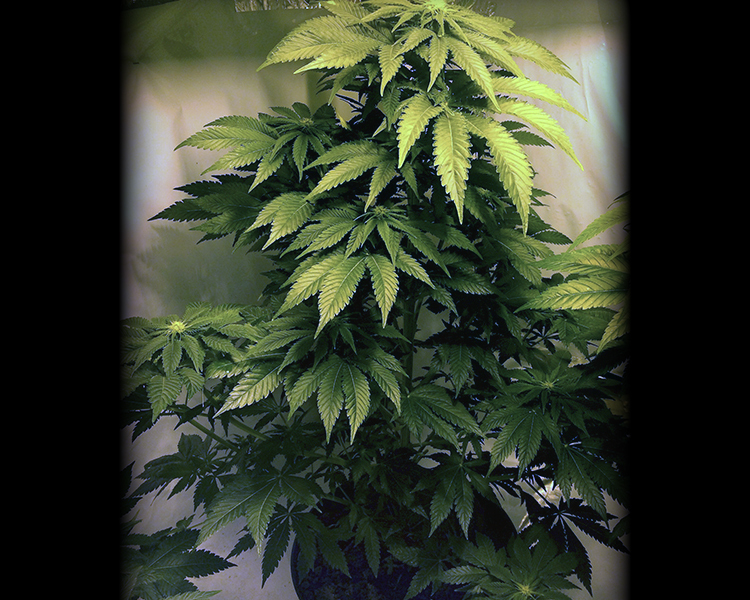 Heavyweight Seeds - Midnight Mass (fem.)