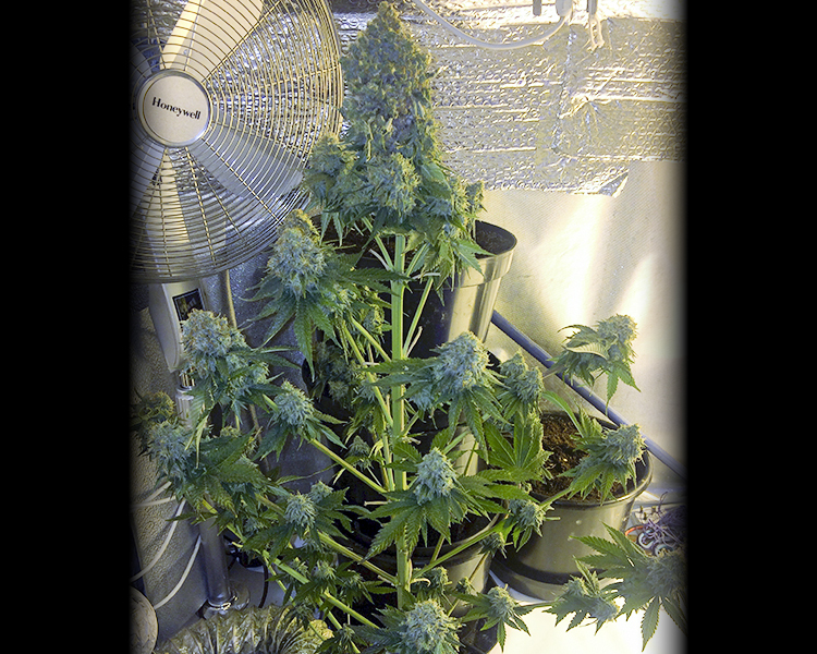 Heavyweight Seeds - Midnight Mass (fem.)