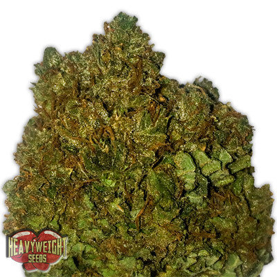 Heavyweight Seeds - Money Bush (fem.) 06124