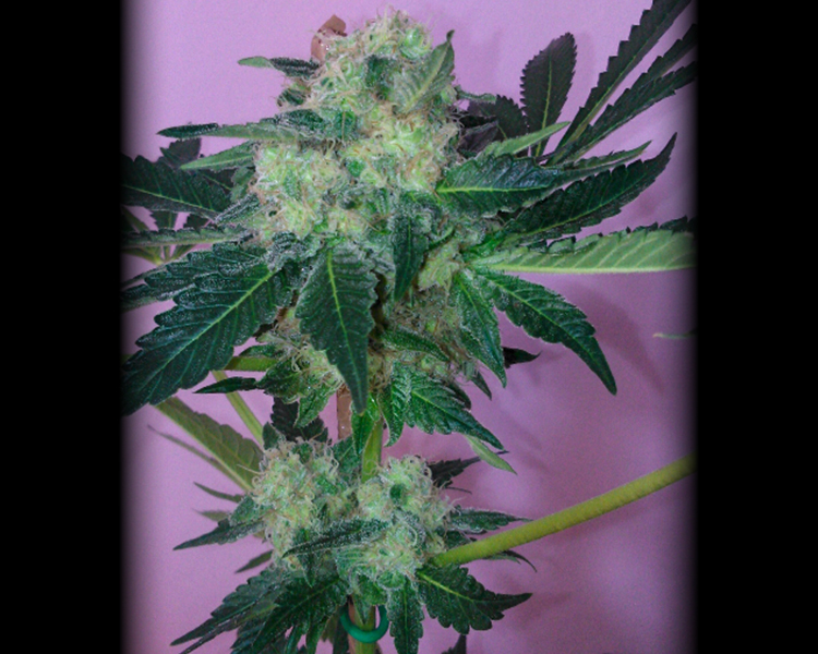 Heavyweight Seeds - Money Bush (fem.)