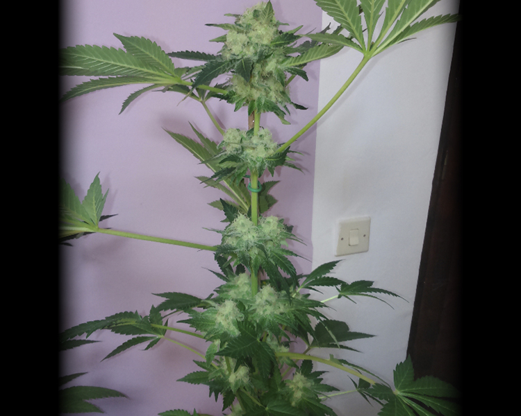 Heavyweight Seeds - Money Bush (fem.)