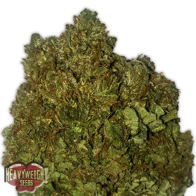 Heavyweight Seeds - Money Bush (fem.)