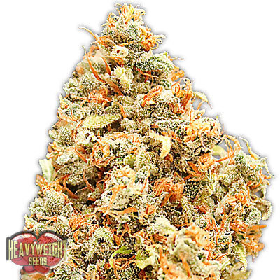 Heavyweight Seeds - Monster Profit (fem.) 06125