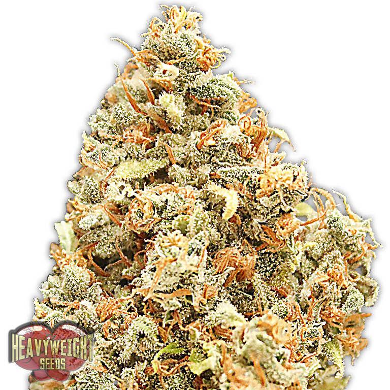Heavyweight Seeds - Monster Profit (fem.)
