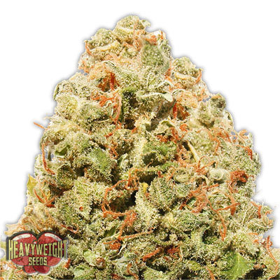 Heavyweight Seeds - Strawberry Cake (fem.) 06126