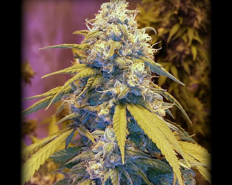 Heavyweight Seeds - Strawberry Cake (fem.)
