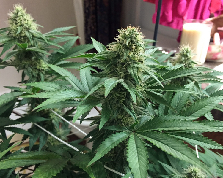 Heavyweight Seeds - Strawberry Cake (fem.)