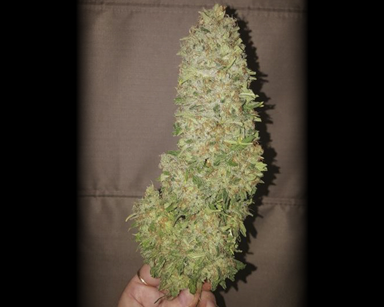 Heavyweight Seeds - Strawberry Cake (fem.)