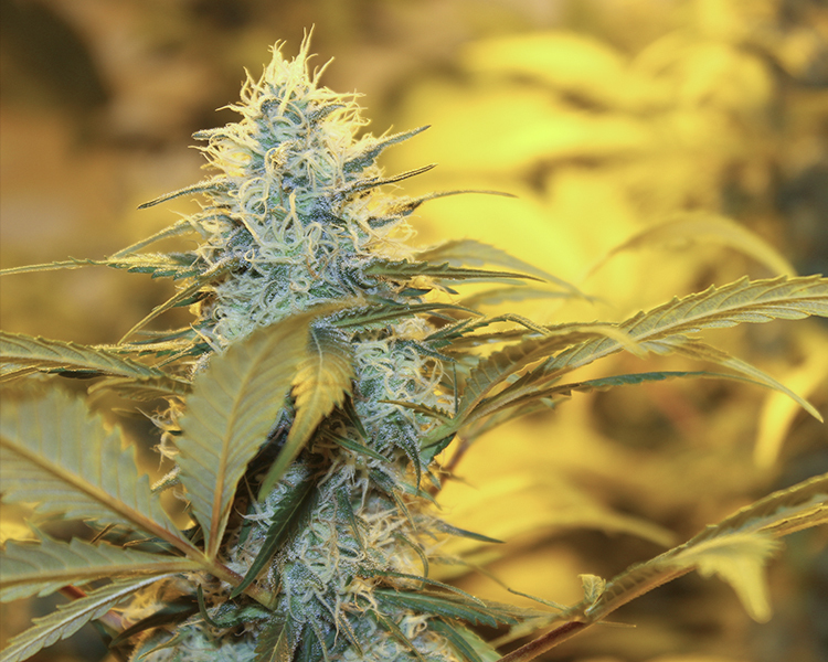 Heavyweight Seeds - Strawberry Cake (fem.)