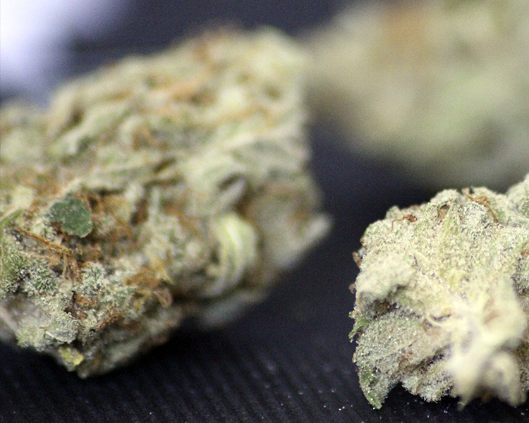 Heavyweight Seeds - Strawberry Cake (fem.)