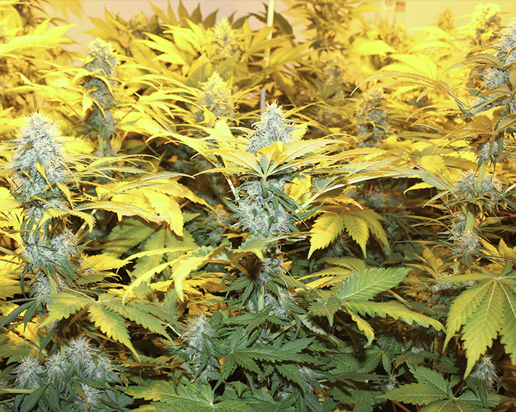 Heavyweight Seeds - Strawberry Cake (fem.)