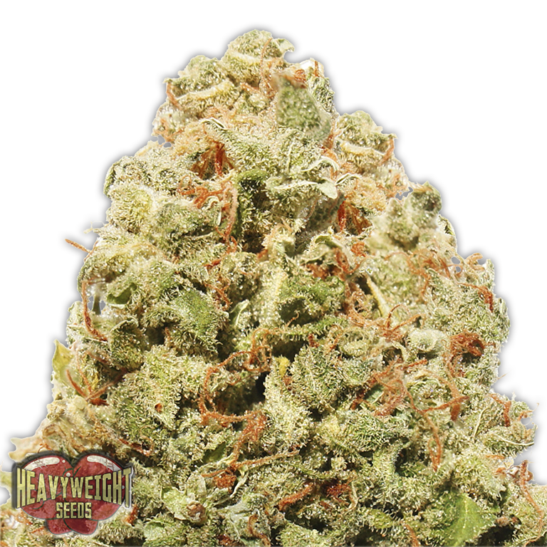 Heavyweight Seeds - Strawberry Cake (fem.)