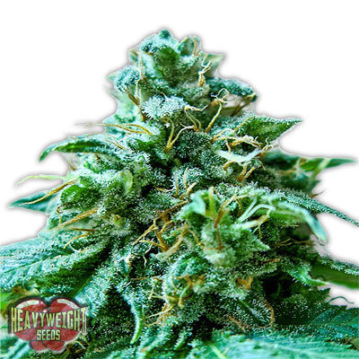 Heavyweight Seeds - Superb O.G. (fem.) 06127