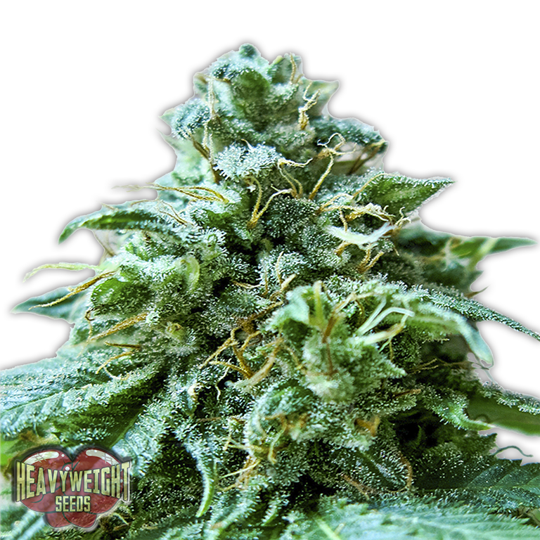 Heavyweight Seeds - Superb O.G. (fem.)