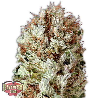 Heavyweight Seeds - Extreme Impact Auto (auto/fem.) 06135