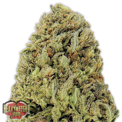 Heavyweight Seeds - Fast and Vast Auto (auto/fem.) 06136
