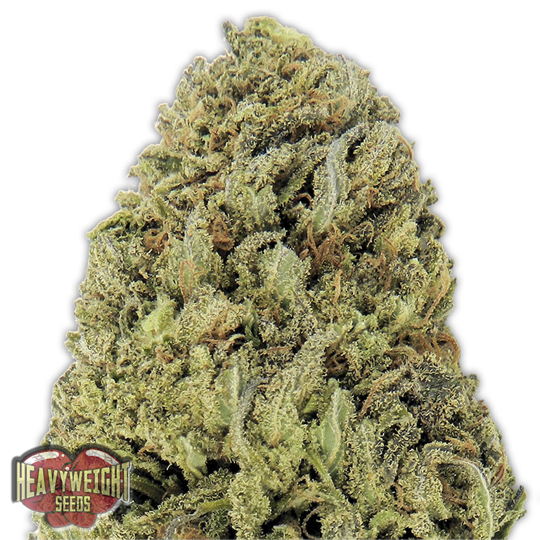 Heavyweight Seeds - Fast and Vast Auto (auto/fem.)