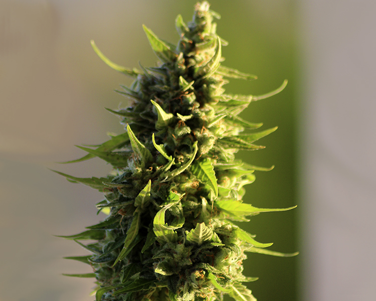 Heavyweight Seeds - Fast and Vast Auto (auto/fem.)
