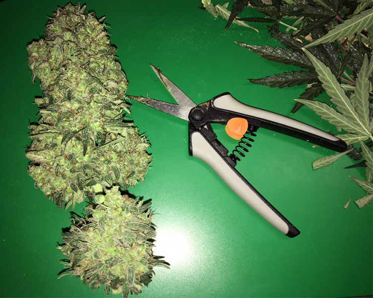 Heavyweight Seeds - Fast and Vast Auto (auto/fem.)