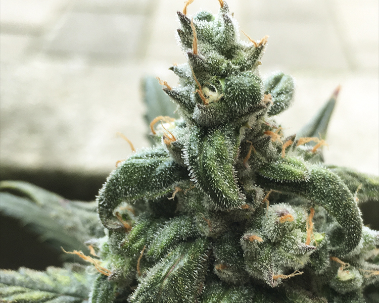 Heavyweight Seeds - Fast and Vast Auto (auto/fem.)