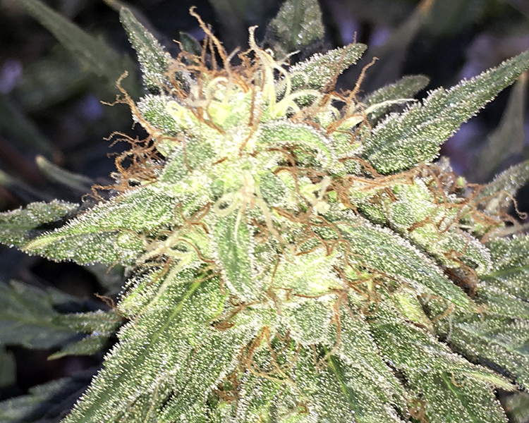 Heavyweight Seeds - Fast and Vast Auto (auto/fem.)