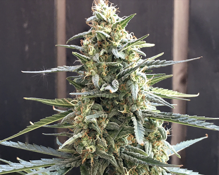 Heavyweight Seeds - Fast and Vast Auto (auto/fem.)