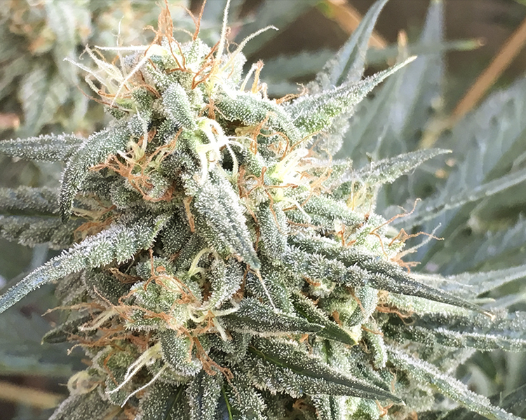 Heavyweight Seeds - Fast and Vast Auto (auto/fem.)