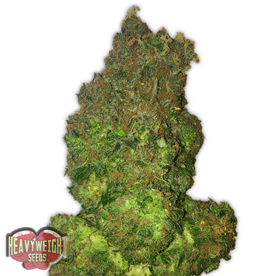 Heavyweight Seeds - Fruit Punch Auto (auto/fem.) 06137