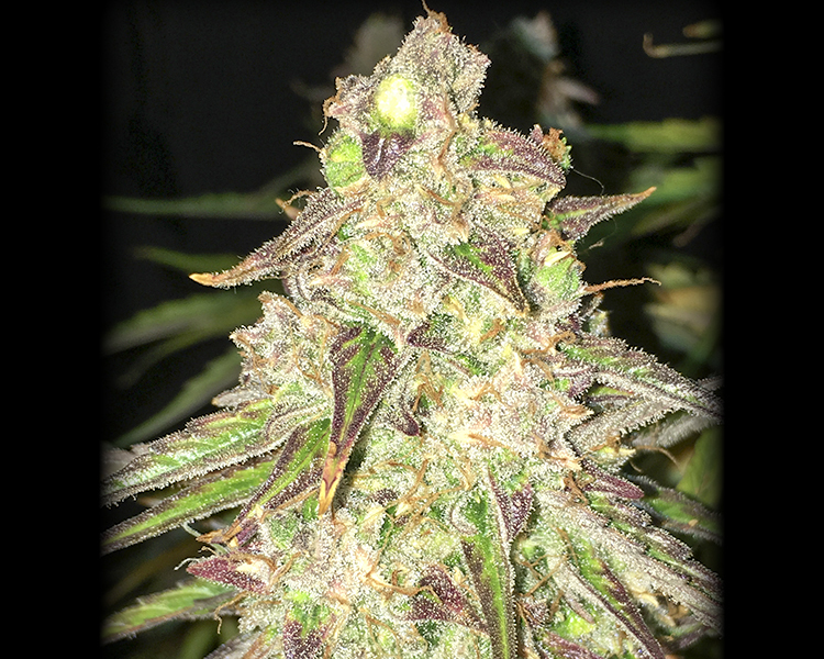 Heavyweight Seeds - Fruit Punch Auto (auto/fem.)