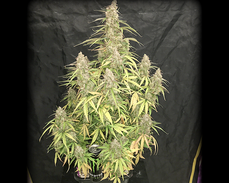 Heavyweight Seeds - Fruit Punch Auto (auto/fem.)