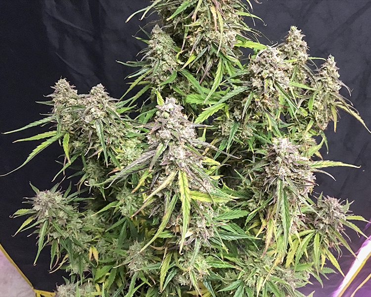 Heavyweight Seeds - Fruit Punch Auto (auto/fem.)