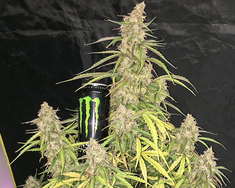 Heavyweight Seeds - Fruit Punch Auto (auto/fem.)