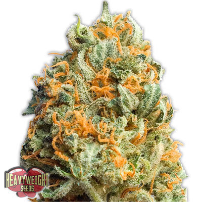 Heavyweight Seeds - Fully Loaded Auto (auto/fem.) 06138