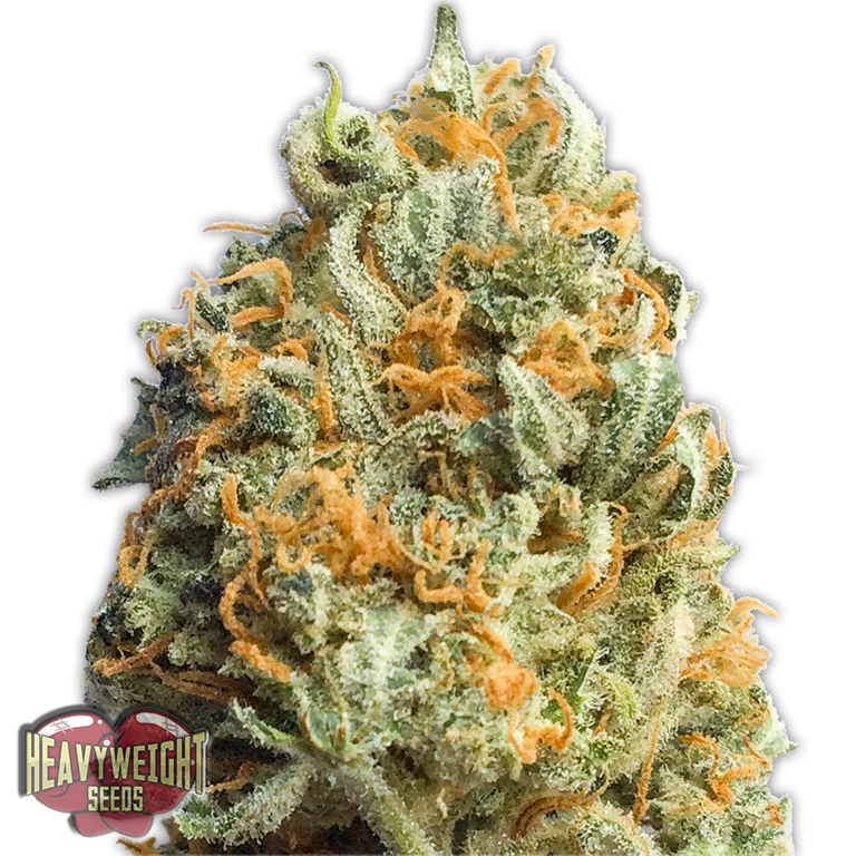 Heavyweight Seeds - Fully Loaded Auto (auto/fem.)