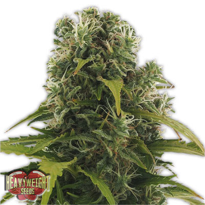 Heavyweight Seeds - High Density Auto (auto/fem.) 06139